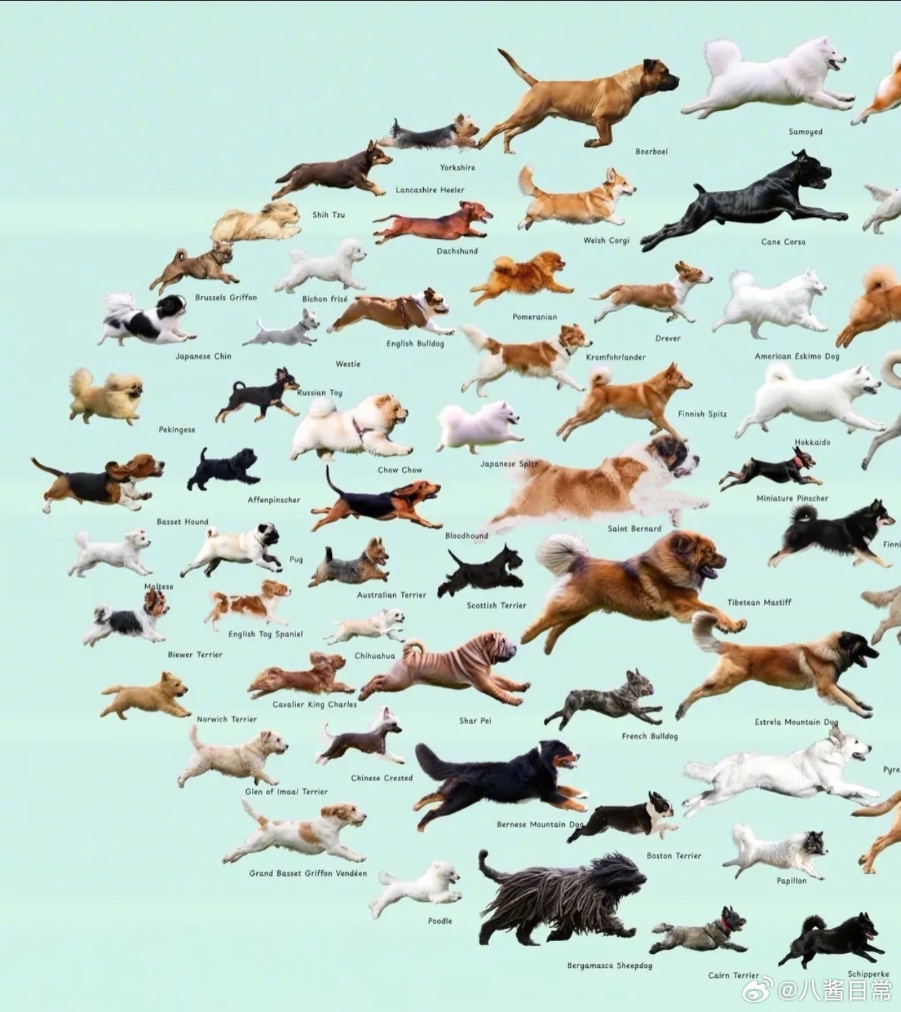世界犬种奔跑速度排名 ​​​
