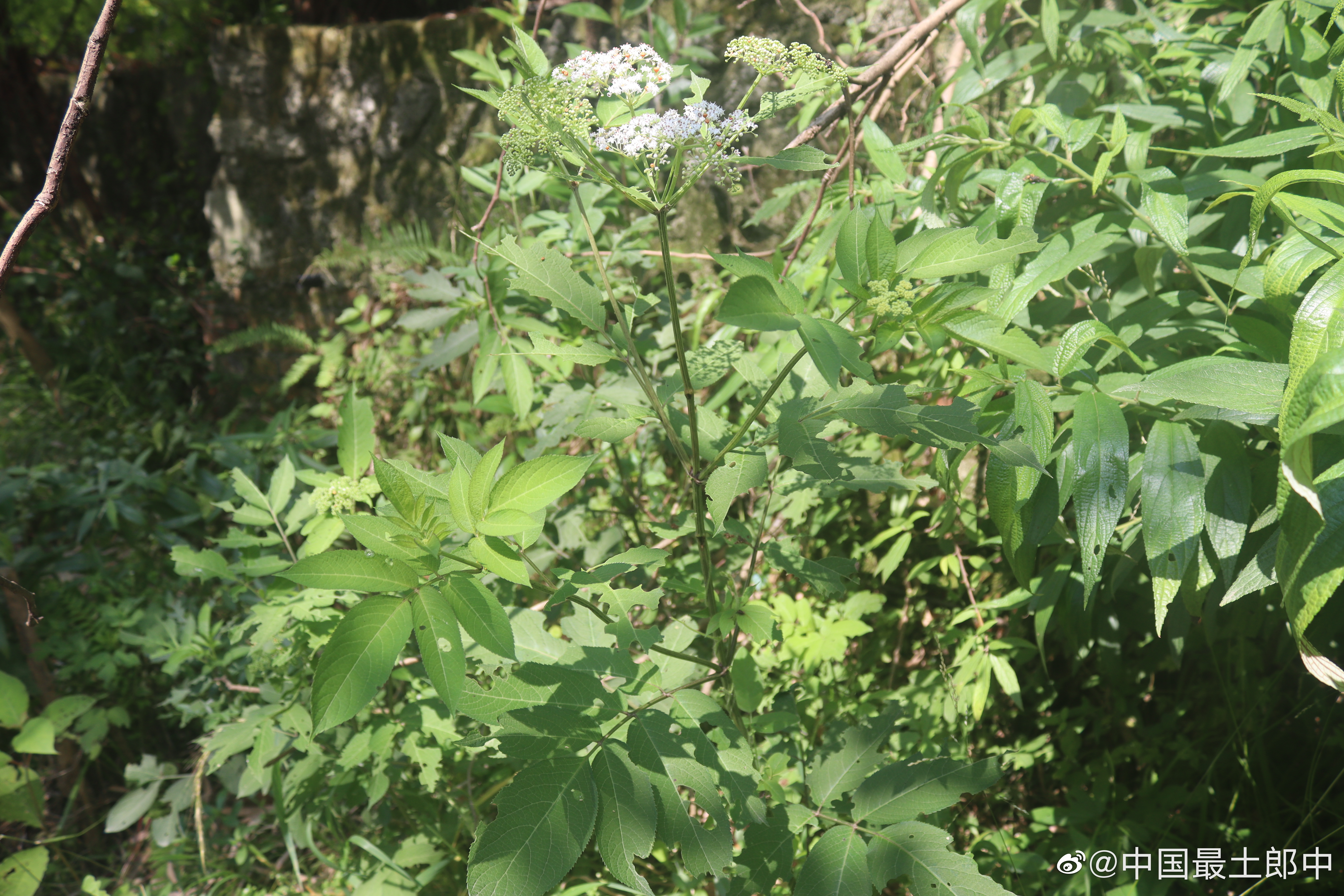 土郎中给大家介绍一味四川草药接骨草，高大草本半木质化药用植物，漫山遍野随处可见，