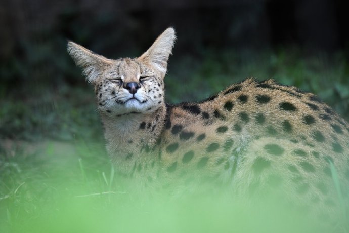 是表情丰富的浮莲子呢[喵喵][喵喵][喵喵]