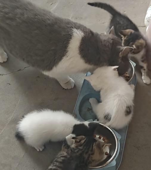 家里蓝猫妈妈顺利生下四只小奶猫，花色各有不同，两只标准狸花猫，还有两只通体雪白带