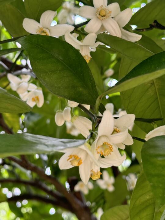 所有喜欢柚子花的人🙋‍♀️