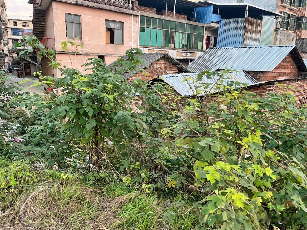 这一片老房子堆得七扭八歪，新楼旧屋挤在一块儿，铁皮顶子锈得发灰，墙皮掉得东一块西