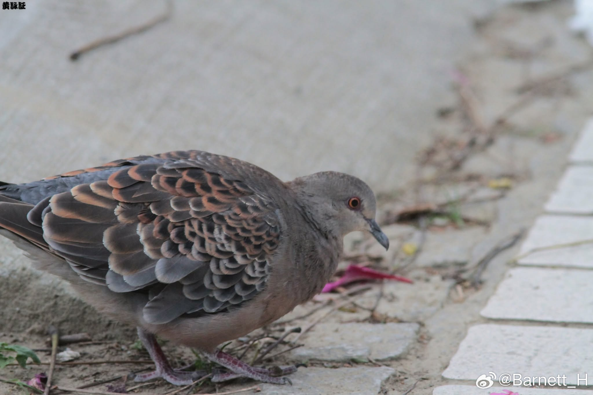 20260622，早安Streptopelia orientalis 金背鳩，是