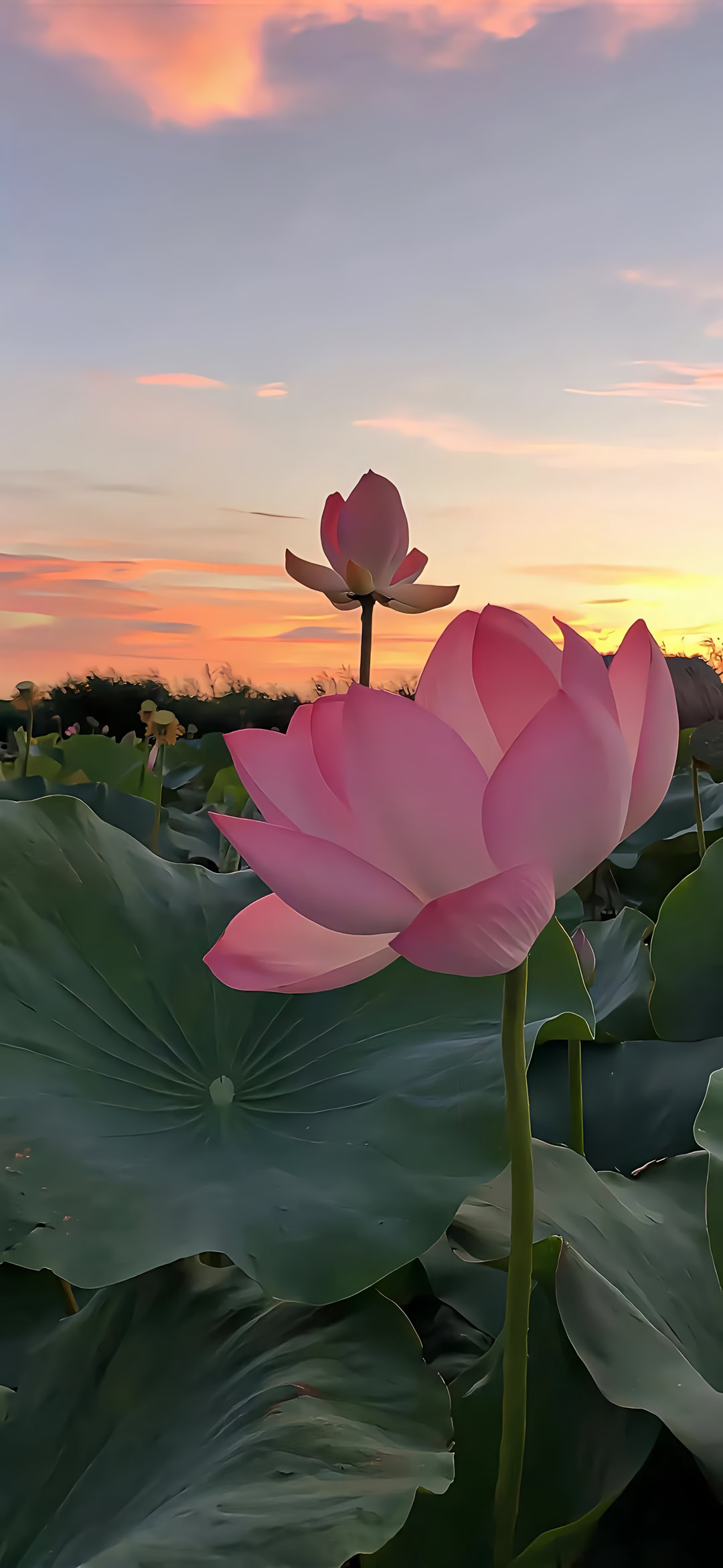 壁纸 