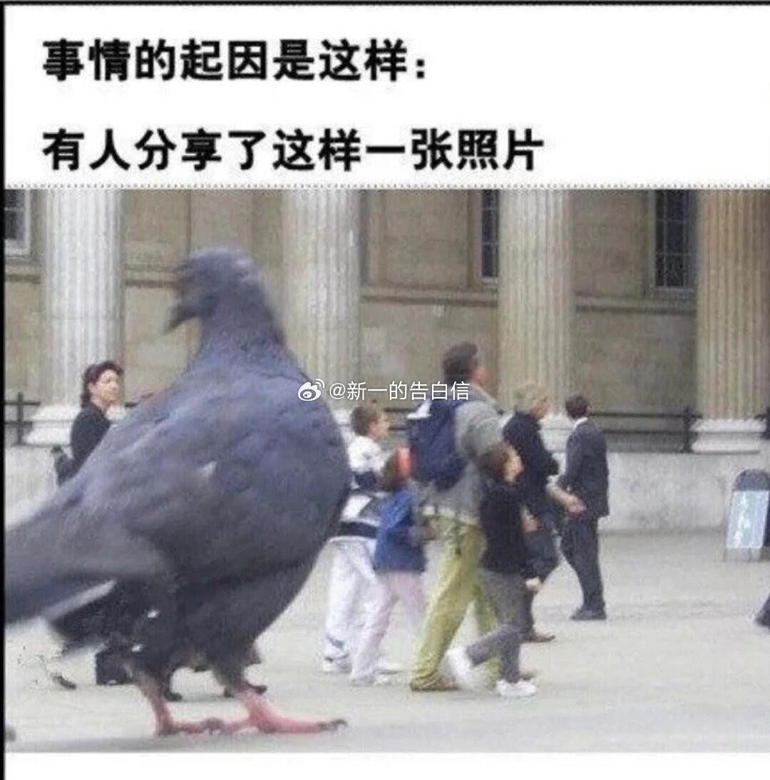 #亿点曝光计划# 鸽子为什么这么大啊～～ ​​​
