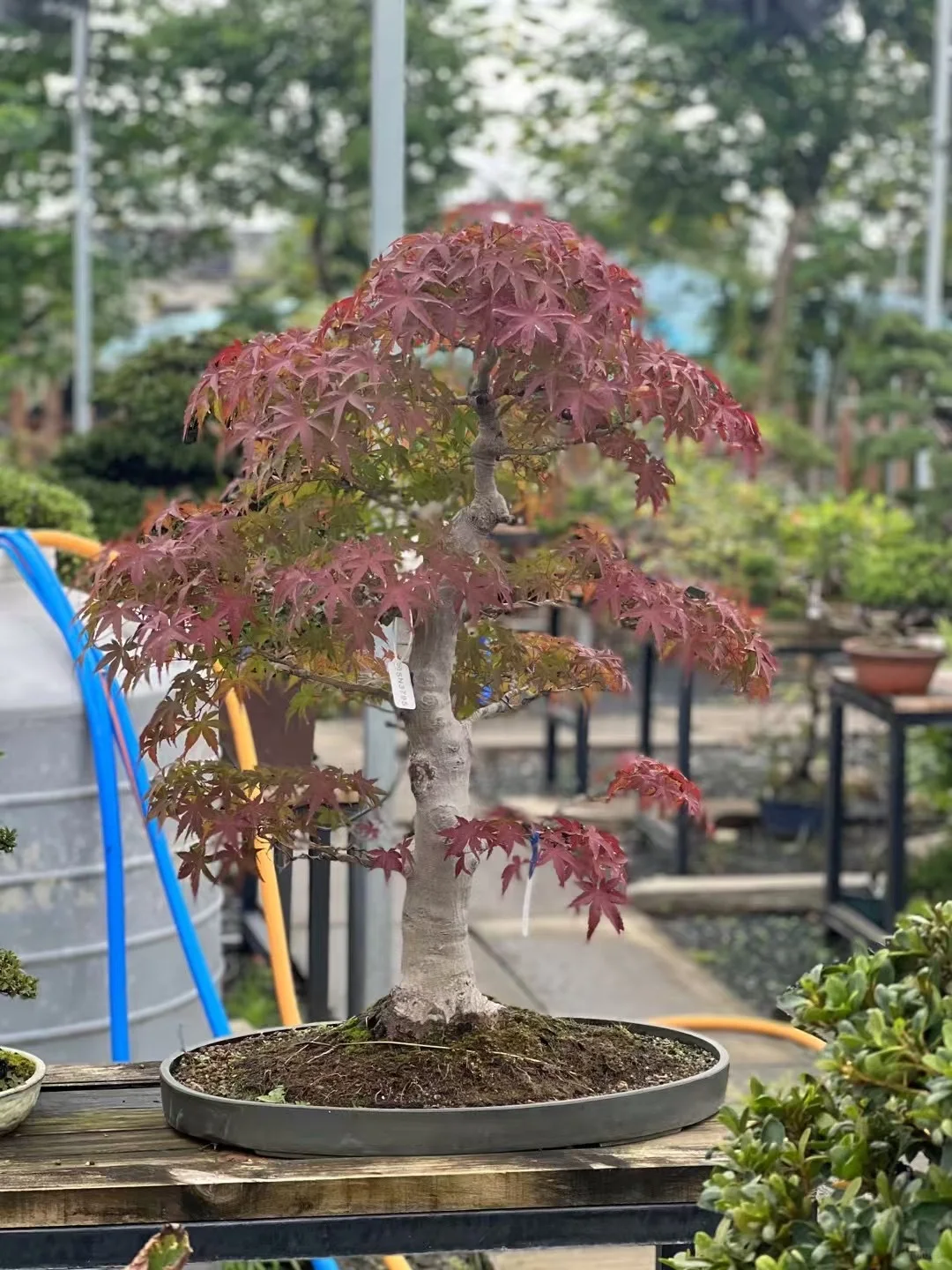 进口枫树盆景