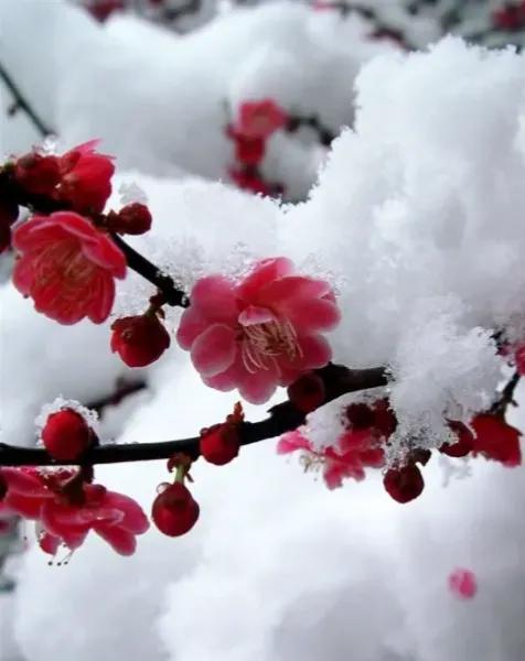 方圆天地，为头条联友对联！
竹影入江春水绿，
红梅映雪诗情浓。
