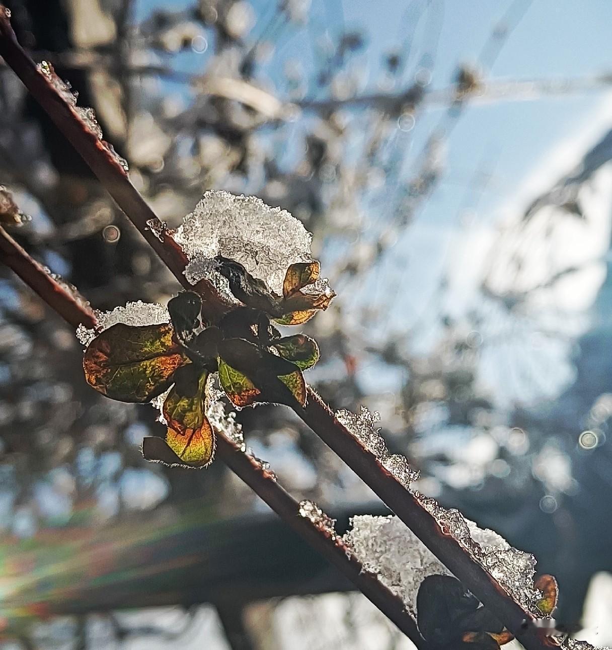 今天翻相册又看到了初春的时候拍的照片，记得是下了一场小雪，第二天天气特别冷，都冻