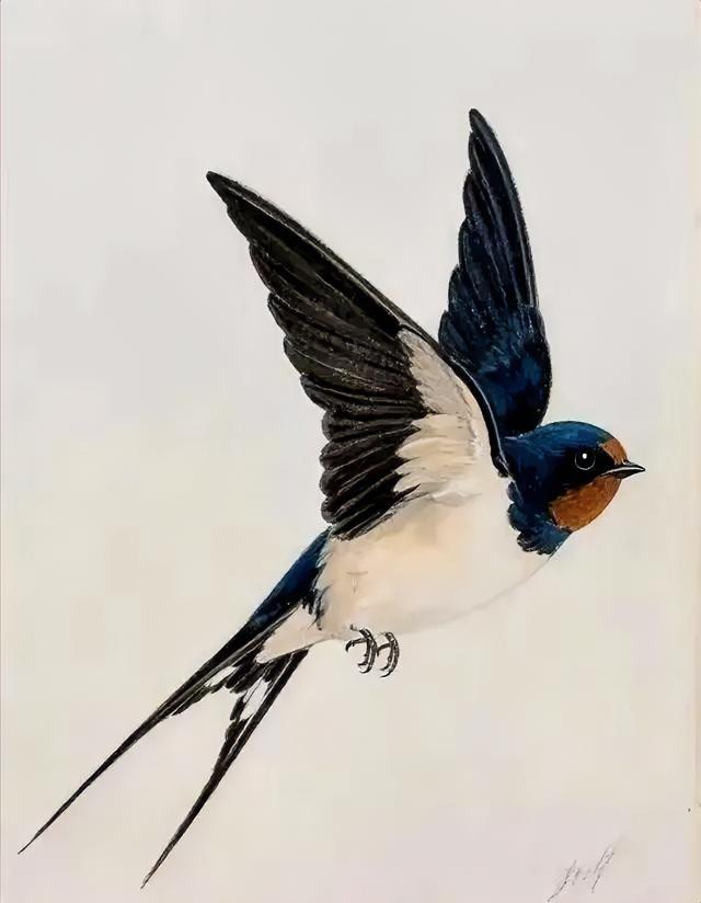 给燕子装上追踪器后，我们几代人的常识，塌了。它们秋天往南飞，根本不是飞到海南岛躲