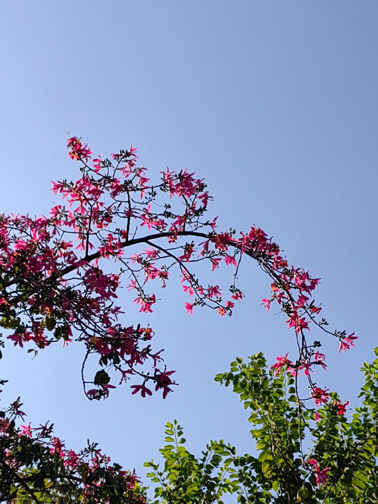 花帘用蓝天作为背景，好玩不？手机摄影 麻辣姬姒色彩风格之手机摄影 大家好，本期手