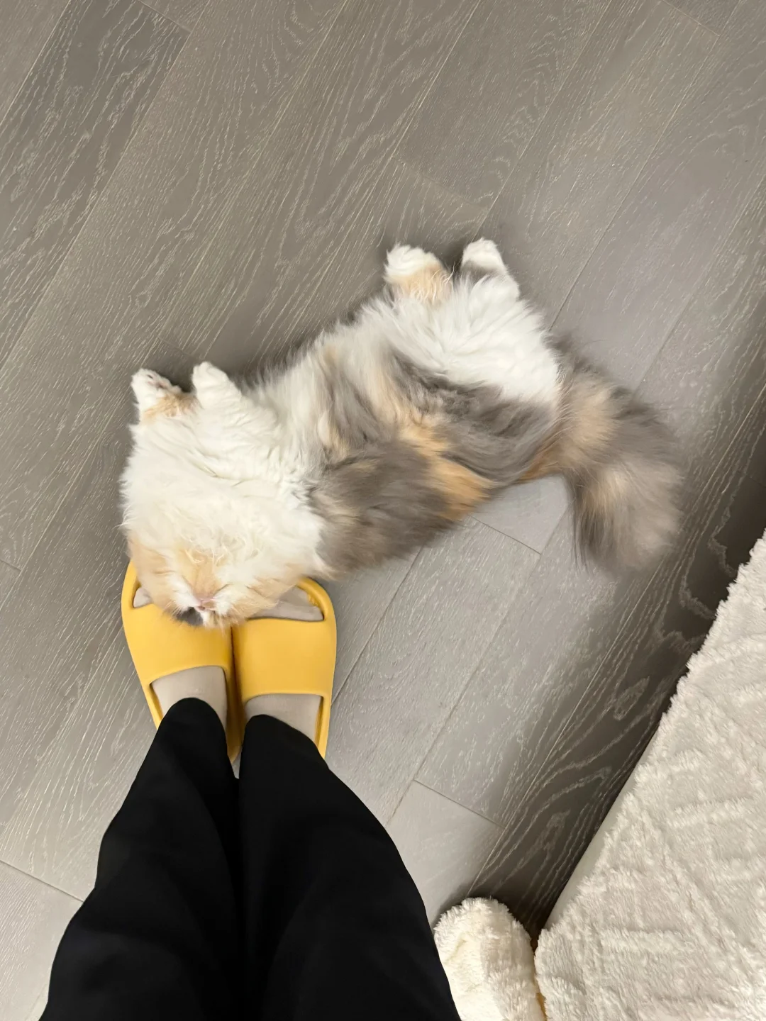 小猫你身上痒就去洗澡呀！