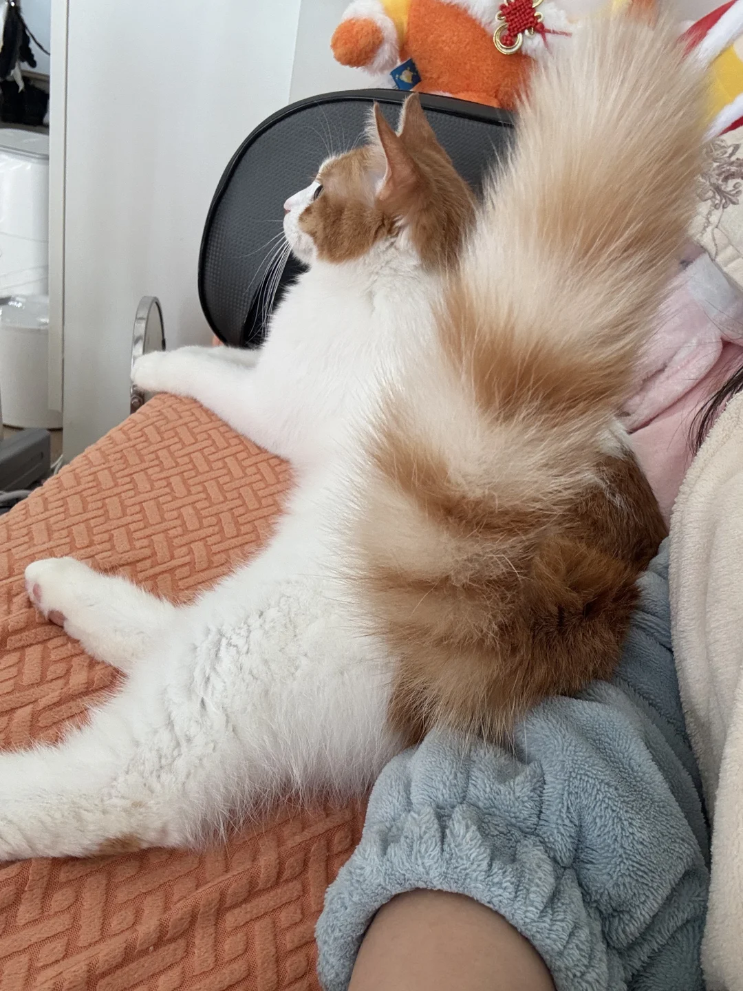 这尾巴 一飞冲天 .