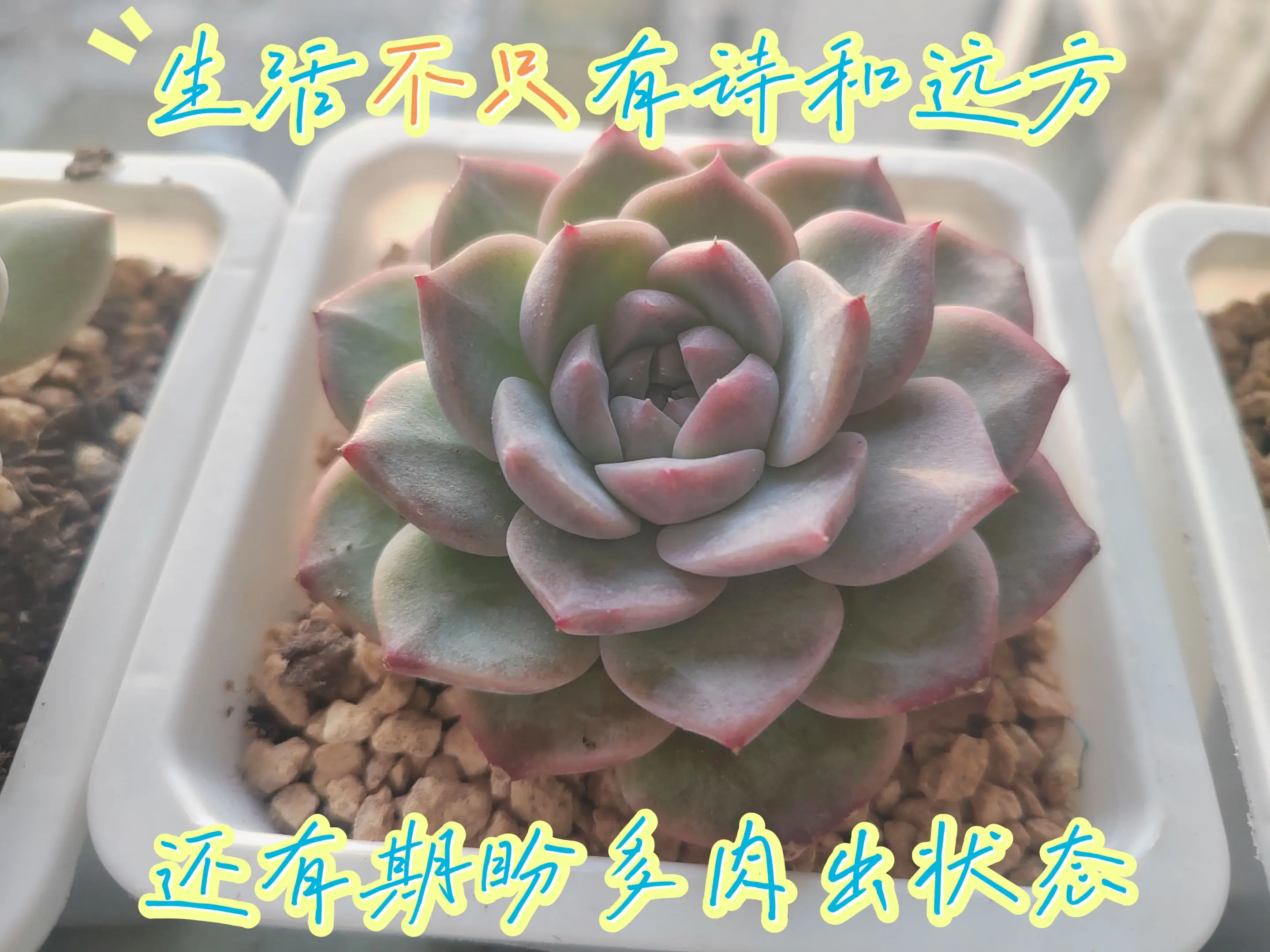 多肉人的快乐你不懂！