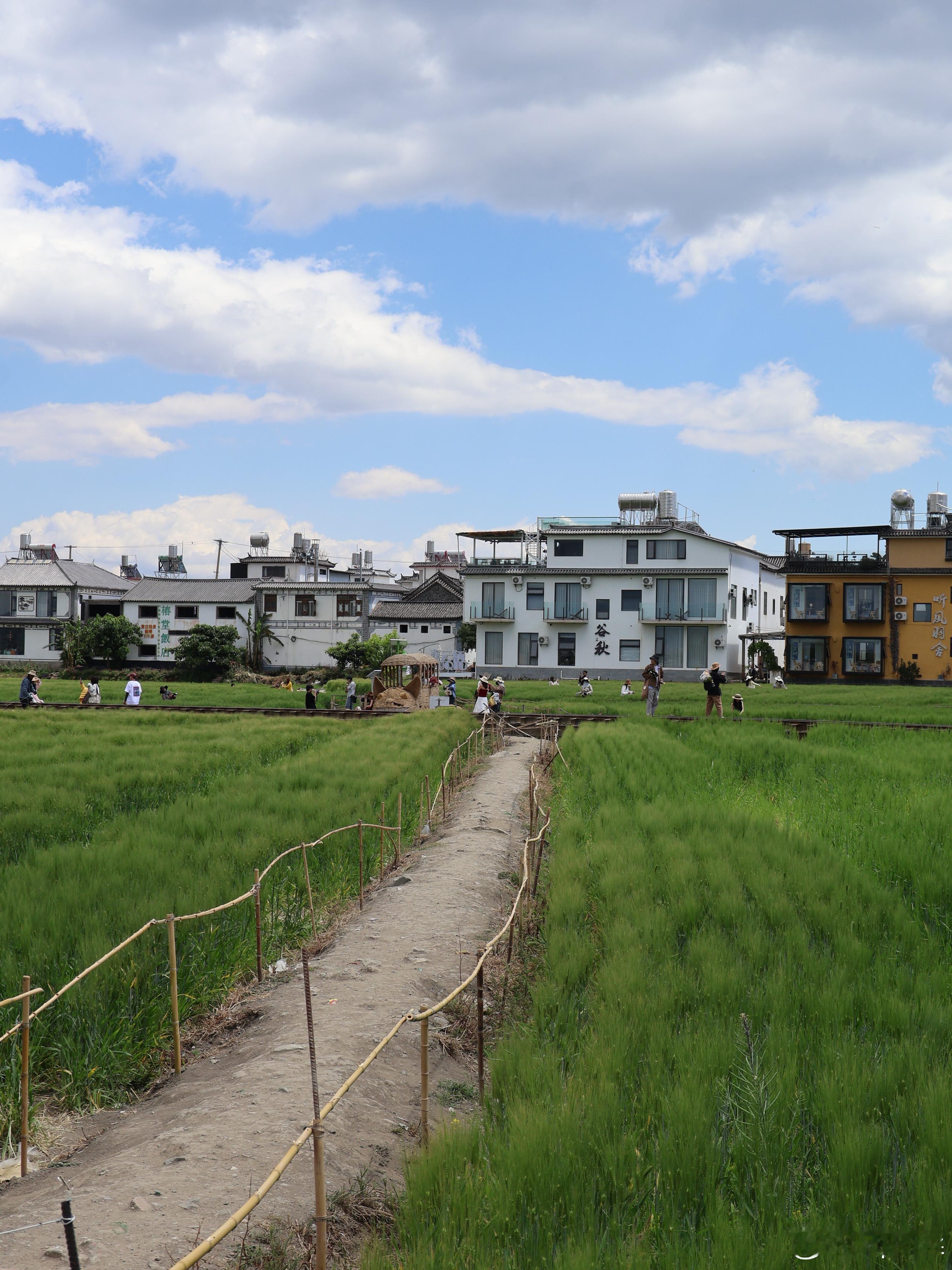 人间四月天｜喜洲麦田绿浪，宫崎骏童话照进现实🌾四月的喜洲，是全年最温柔的模样！