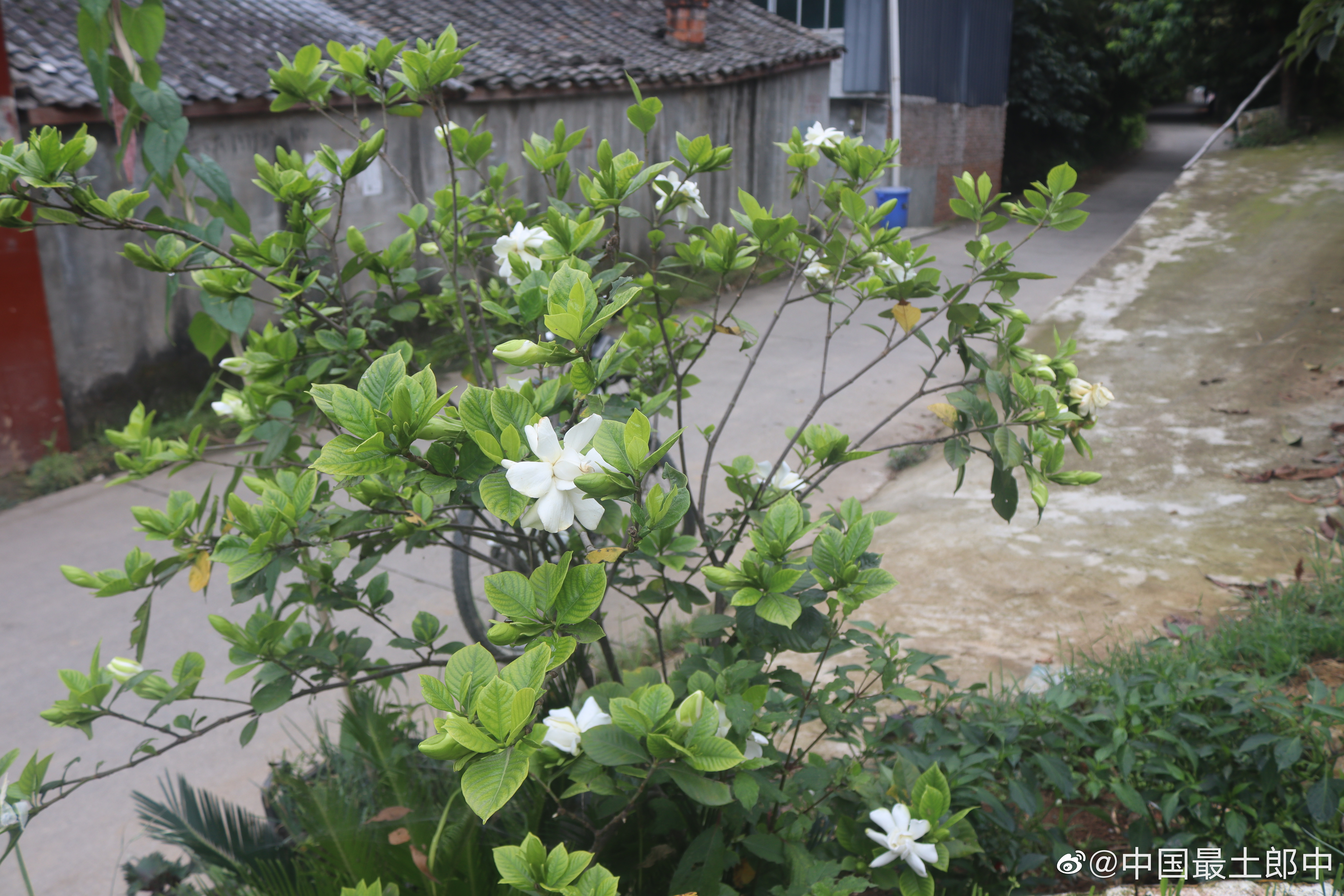 梅子熟时栀子香。我实测它的花香并不浓郁，我想问一下南方的网友，大街上一筐筐卖的栀