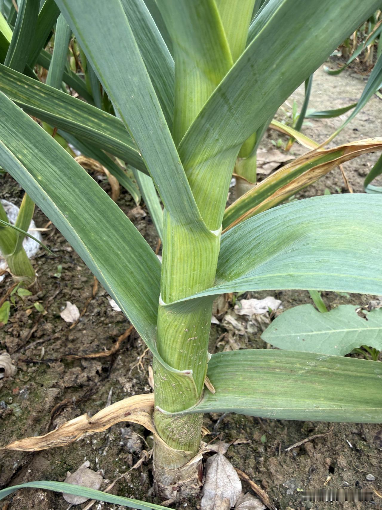 【小对联】
上：牛马；
下：……？