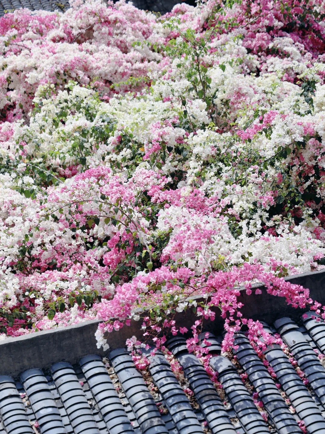 三角梅预备季‼️接下来的甘坑古镇是这样的
