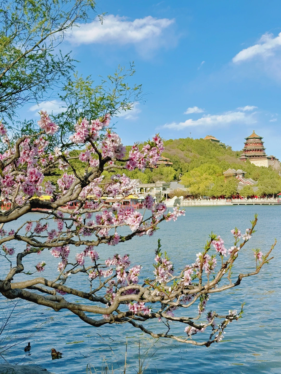 4.5颐和园🌸实拍live图 | 西堤美的像一幅画