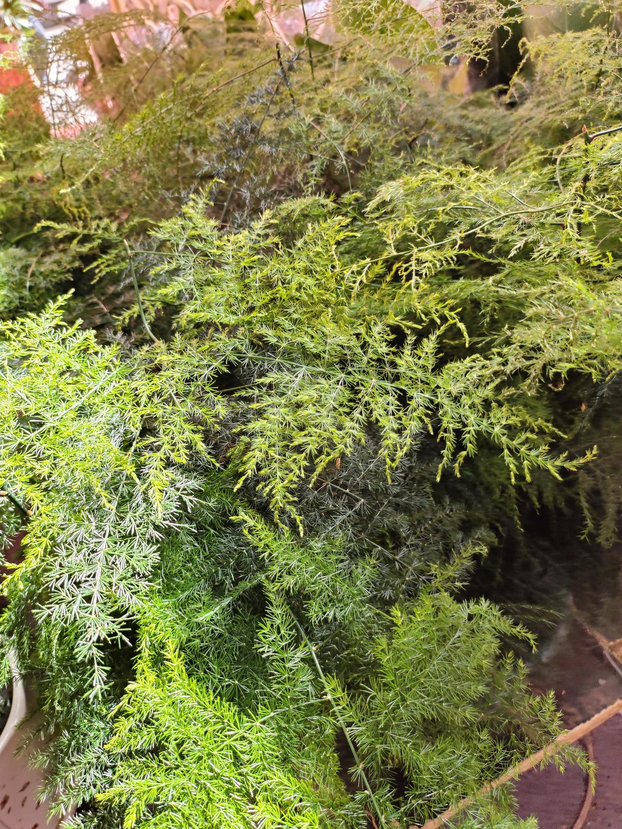 不用刻意打理，它就自顾自地舒展着细碎的叶，把日子过成了诗。
看着这满眼的清新，心