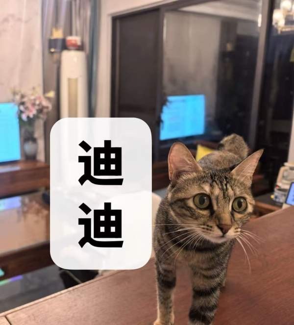 14917只狸盘点那些无意间闯入镜头的神颜李华 
