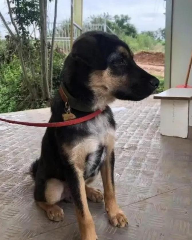 四川成都，一只名为“黑崽”的搜救犬，被不法分子从救援队的基地偷走，并最终被残忍杀