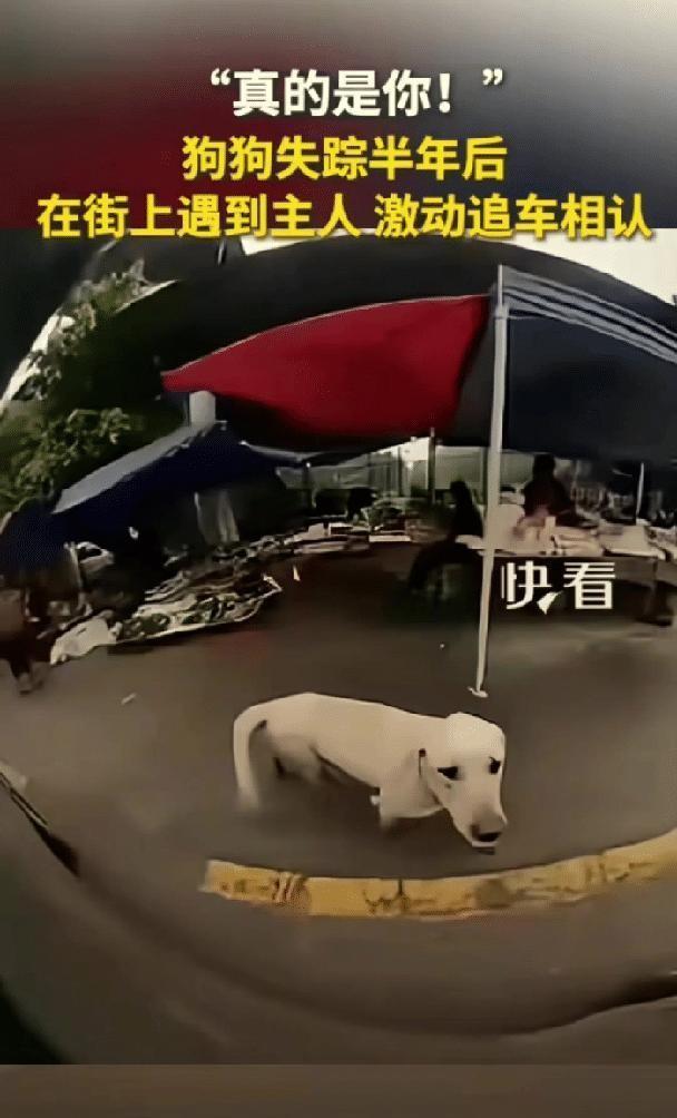 看哭了！重庆一名男子的爱犬半年前无辜遗失，他历月追寻却渐沉于希望的沉默中。而今，