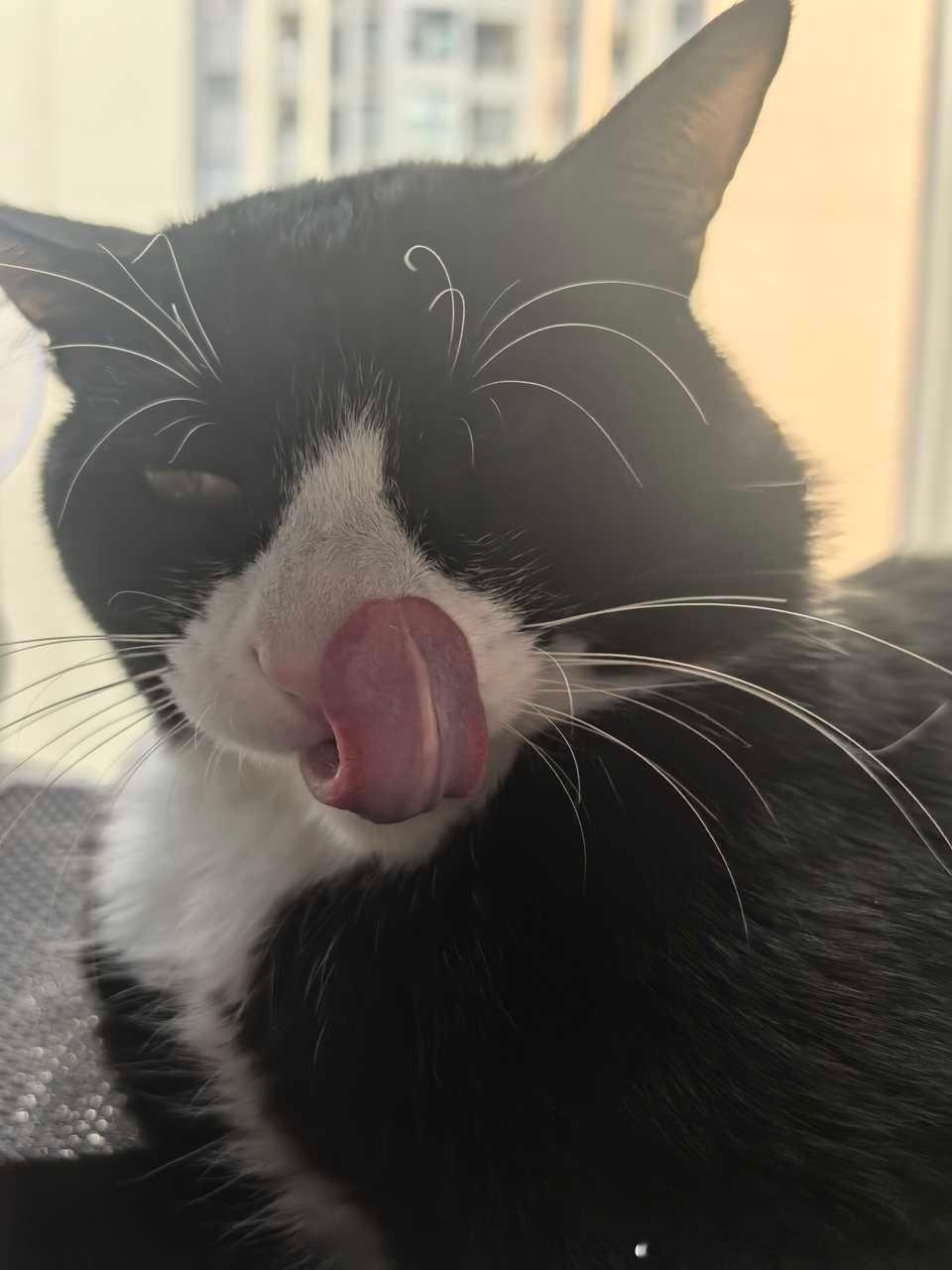 49367【丑猫】你也很为我着咪吧