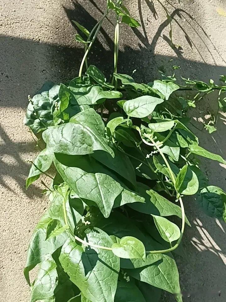 亲们，知道下图是什么菜吗？我菜园到处都是，问@豆包才知道叫木耳菜，学名落葵，也叫