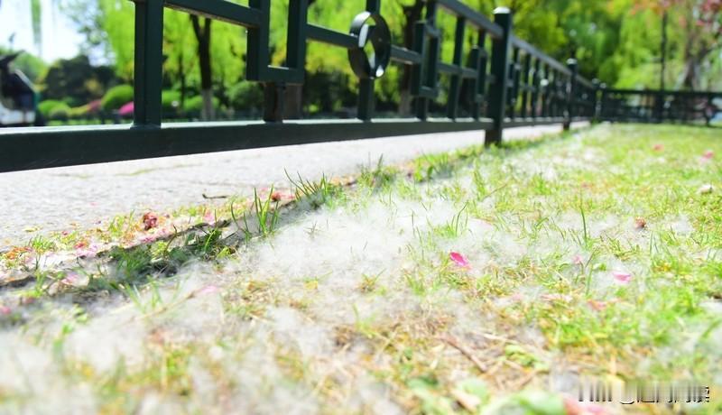 “治絮”可不是砍树，而是给树做“手术”！

为啥不能“一砍了之”呢？一棵壮年杨柳