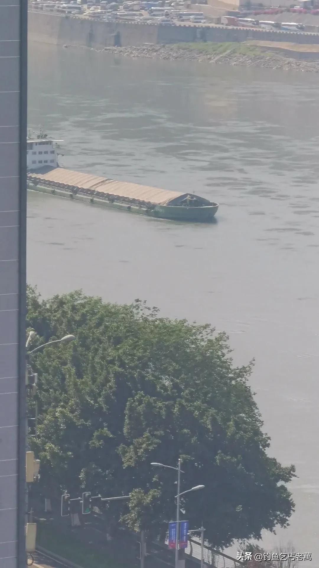 长江十年禁渔，重庆段是真的让大鱼成群的。先用大船把鱼从深水处赶到浅水湾。再修个隔