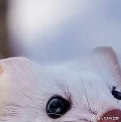 0000我们生在红旗下,长在春风里,目光所至皆为华夏,五星闪耀皆为信仰,人民有信
