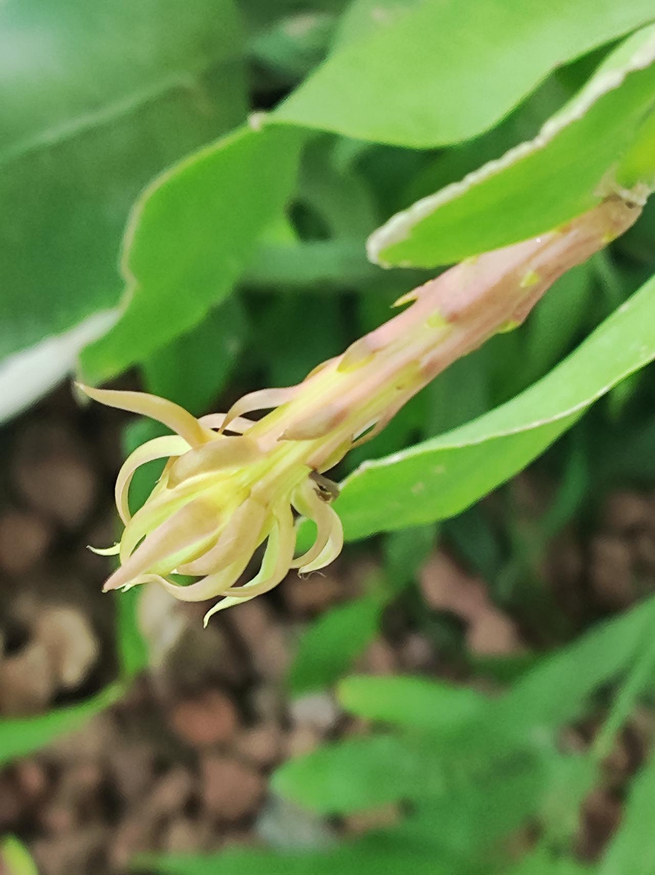 可爱的昙花宝宝