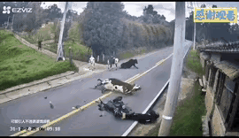 请看视频：牛牛的大眼睛看着路走，摩的没长眼睛撞上去了。
 可惜，摩的躺着没起来，