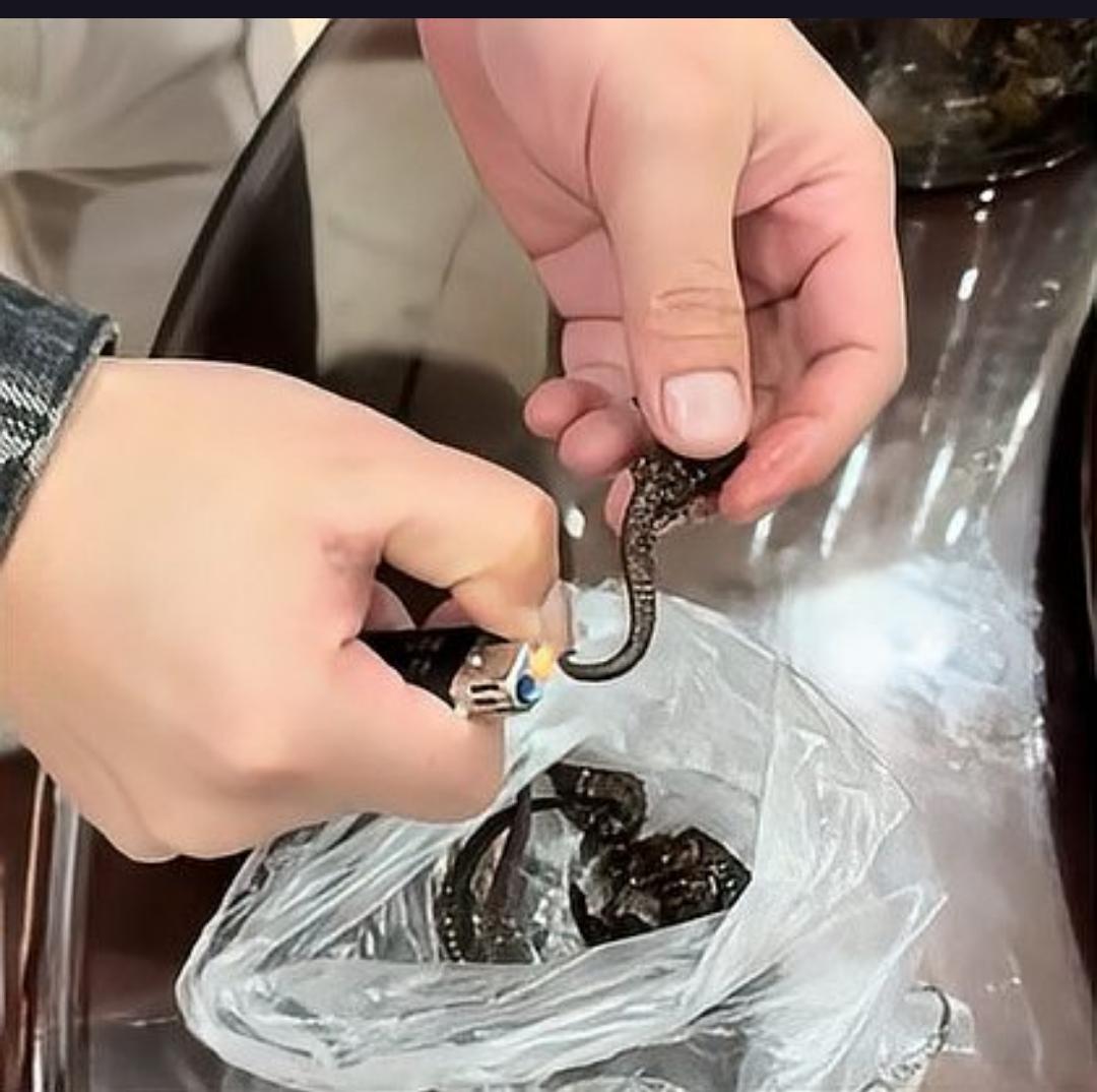 惊！泡了十多年的“海马”居然是塑料！广东一家庭打碎酒瓶才揭开骗局
广东梅州的陈先
