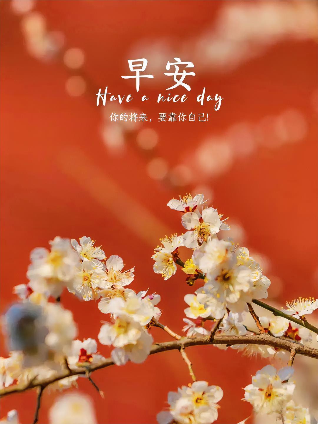 早安！花开不负韶华，你的将来，要靠你自己绽放精彩！