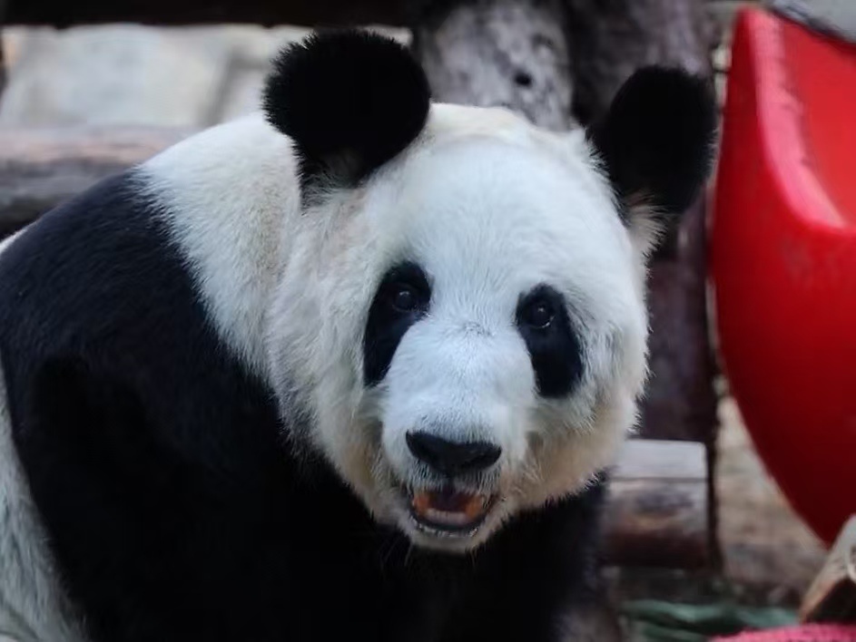 大熊丫，超阔爱！歪头杀+啃竹子定格，黑眼圈自带烟熏妆滤镜……谁说国宝不上镜，这分