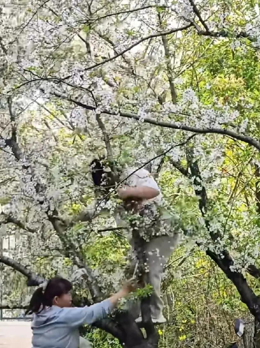 这件事情确实令人惋惜。公园内的樱花树不仅是市民和游客观赏的美景，更是城市绿化和生
