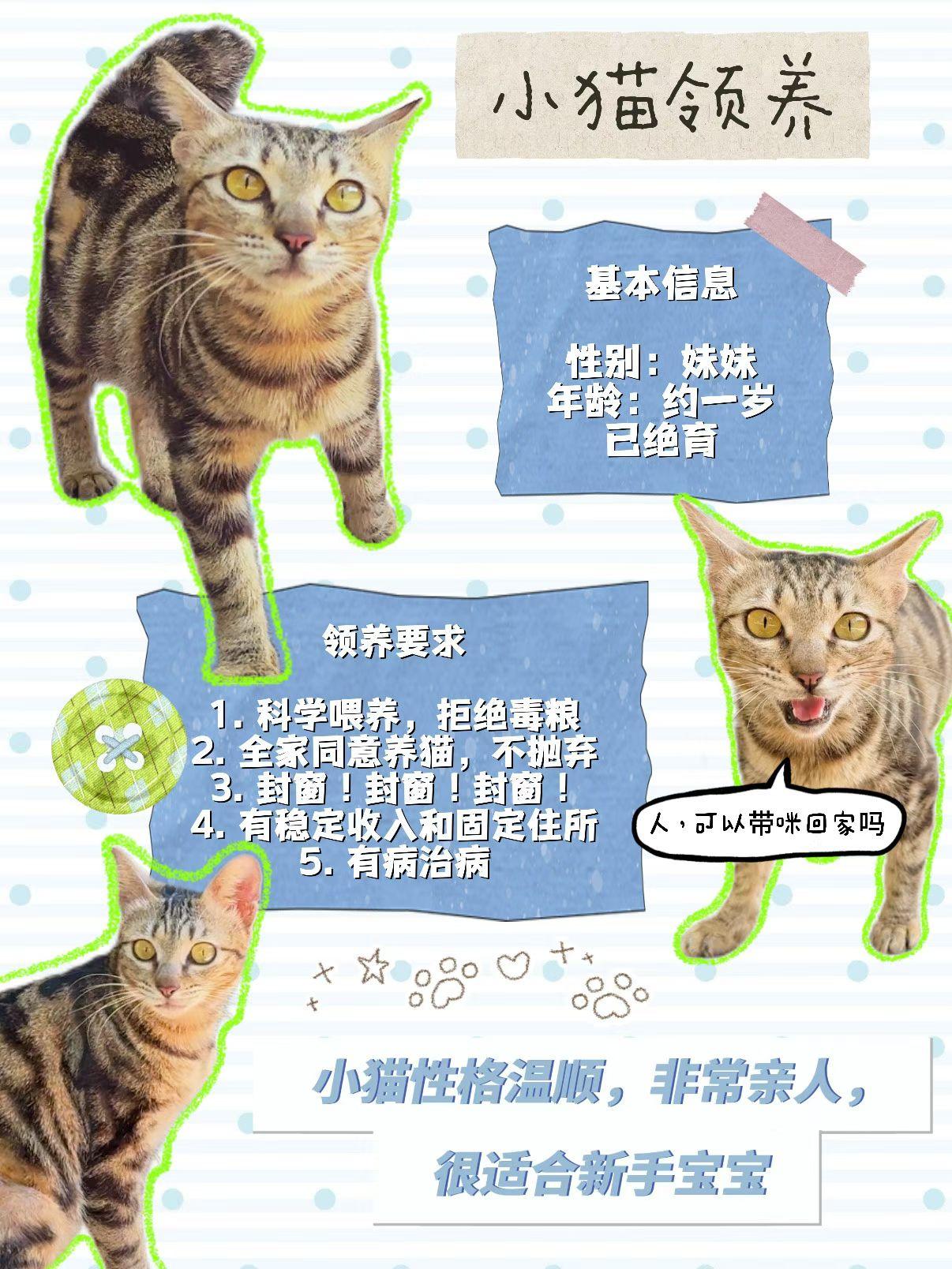 珠海，转发的领养信息

品种：狸花
名字：九月
性别：母（已绝育）
年龄：1岁左
