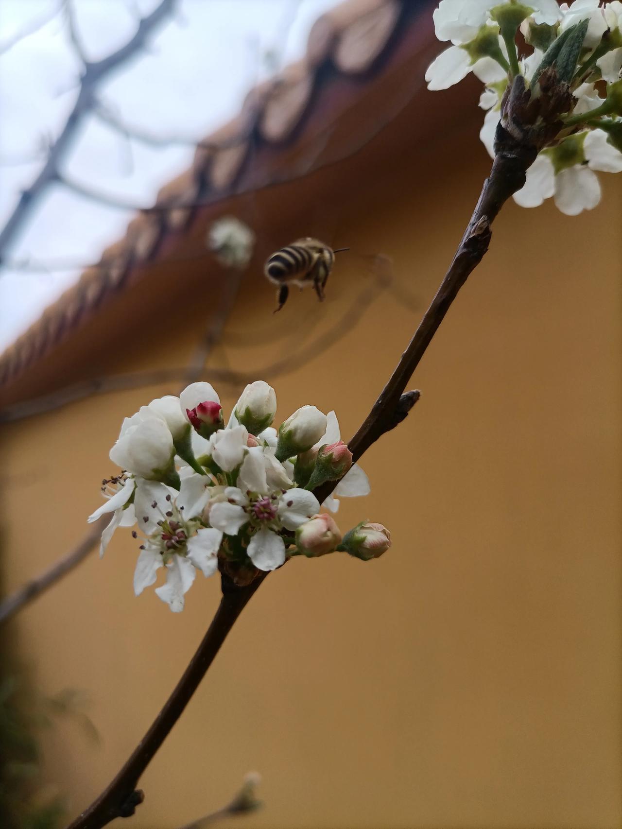 小蜜蜂采蜜