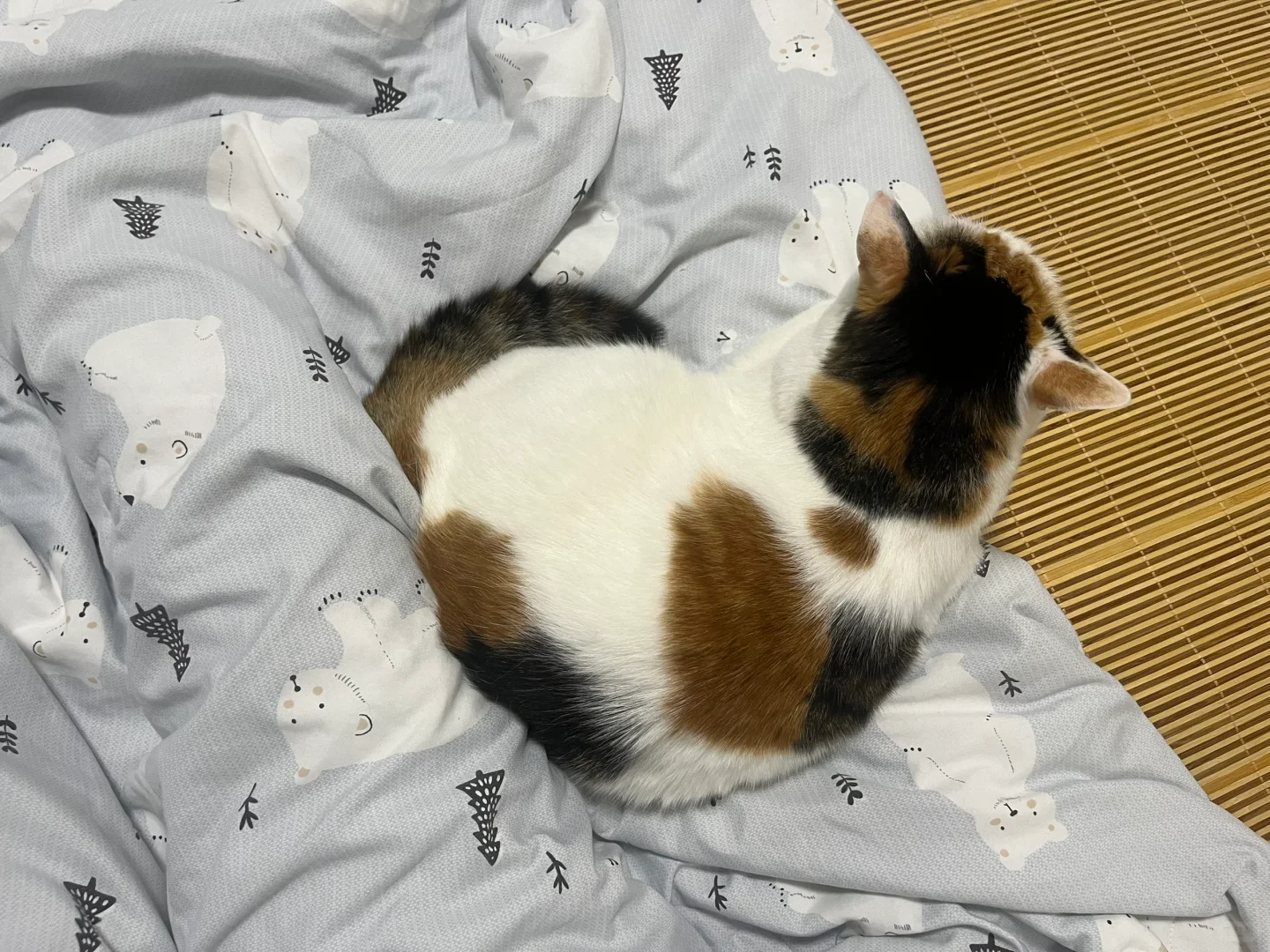 是谁养了一只睡觉要来贴贴的小猪呀