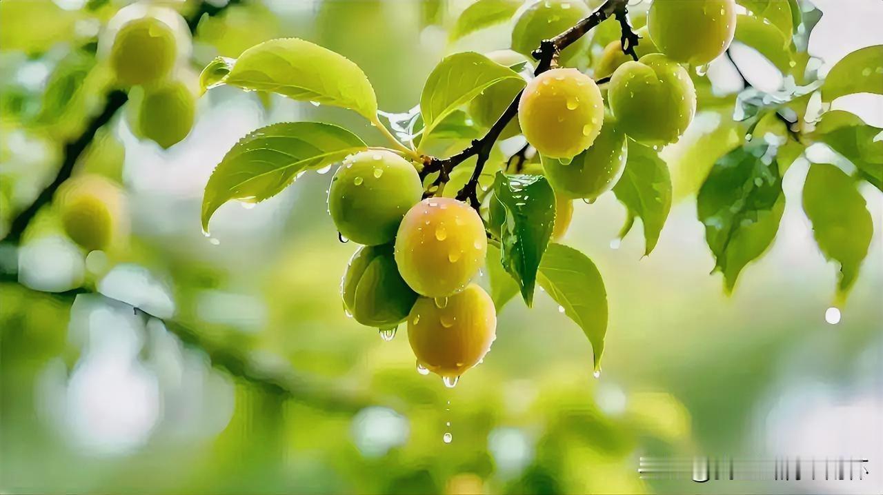 上联：青梅如豆杨花舞
下联：有请雅士[玫瑰][玫瑰][玫瑰]