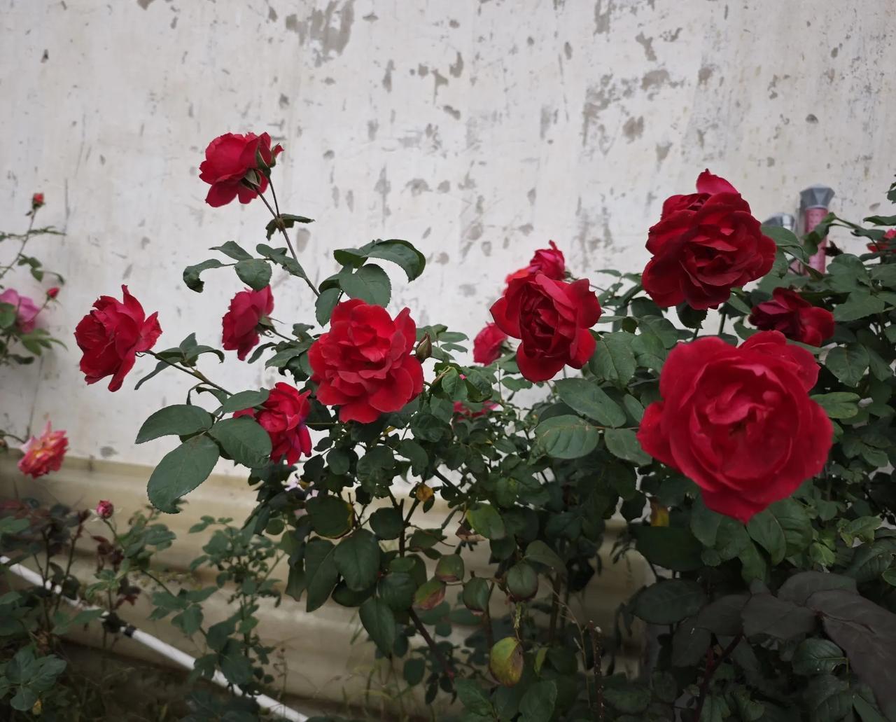 冬日生活打卡季