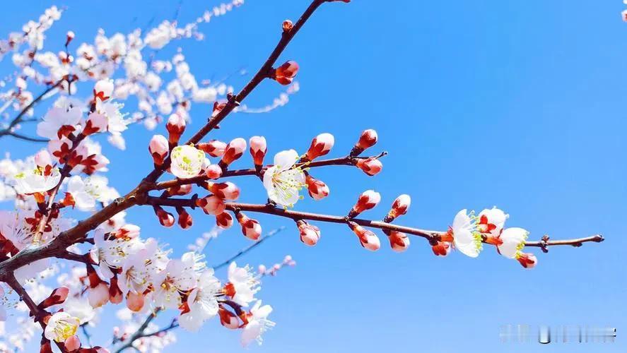 上联:细雨滋芳草;
下联:柔风拂杏花。