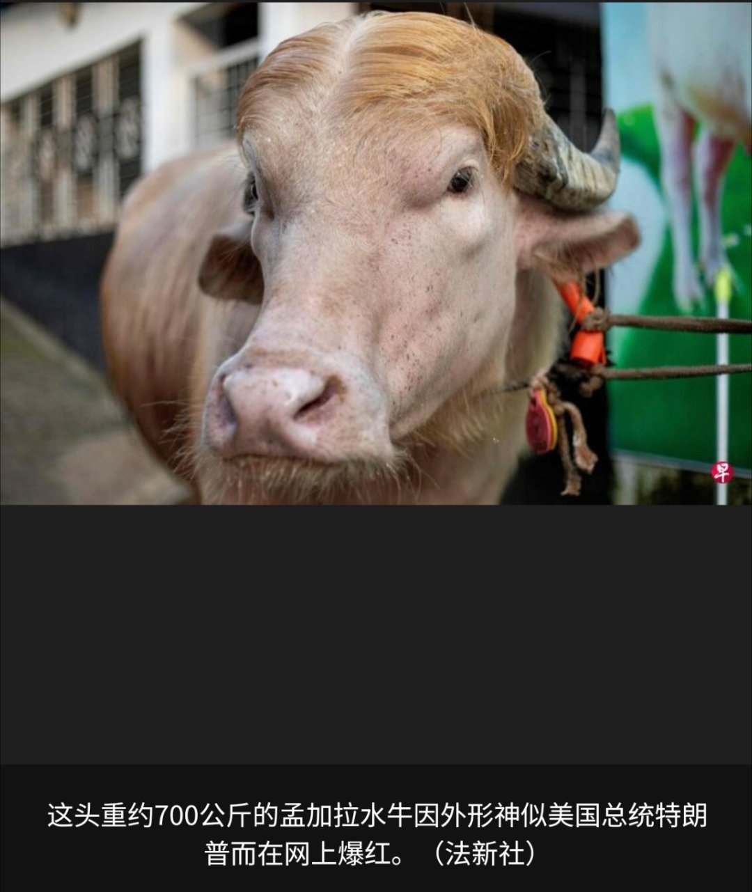 寰球镜头看来出名是真的有好处，可以保命。只不过热度过去了，可能就生死难料了。孟加