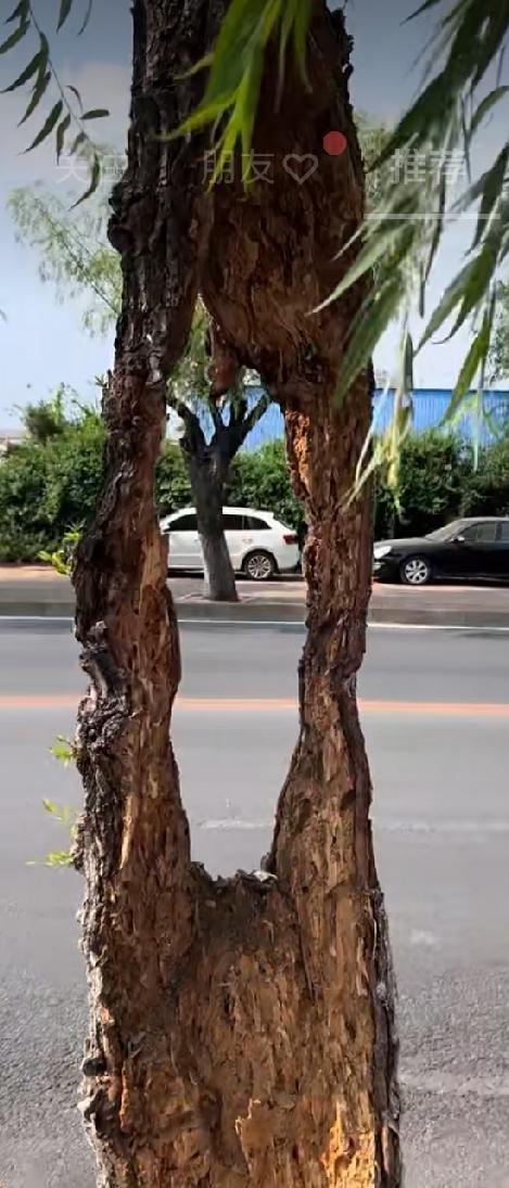 那怕遍体鳞伤，也要为大地添加绿意，这是生命的最高价值。