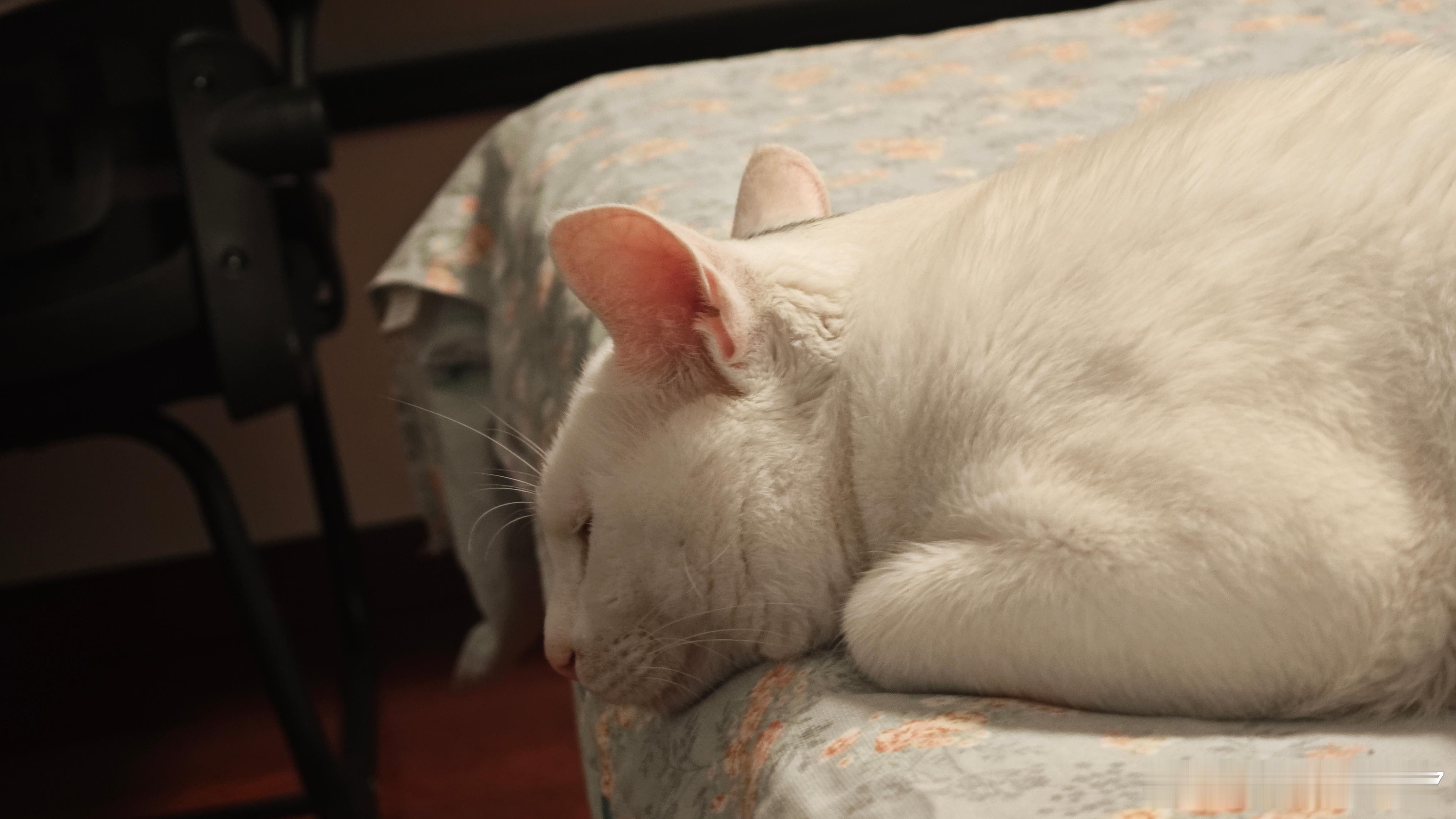 小猫咪被捡起来竟然装死，赖皮小猫我家的猫咪犯了错误只会躺地下打滚耍无赖，而且每天