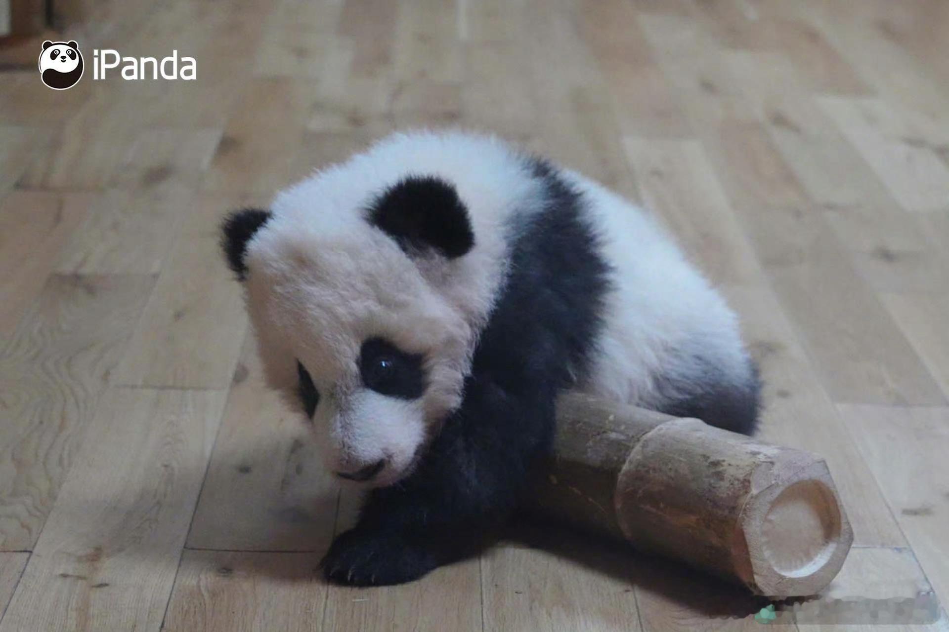 熊猫守护者 圆乎乎的熊猫幼崽浑身蓬松柔软，黑白绒毛软糯又治愈。慢悠悠趴在地板上，