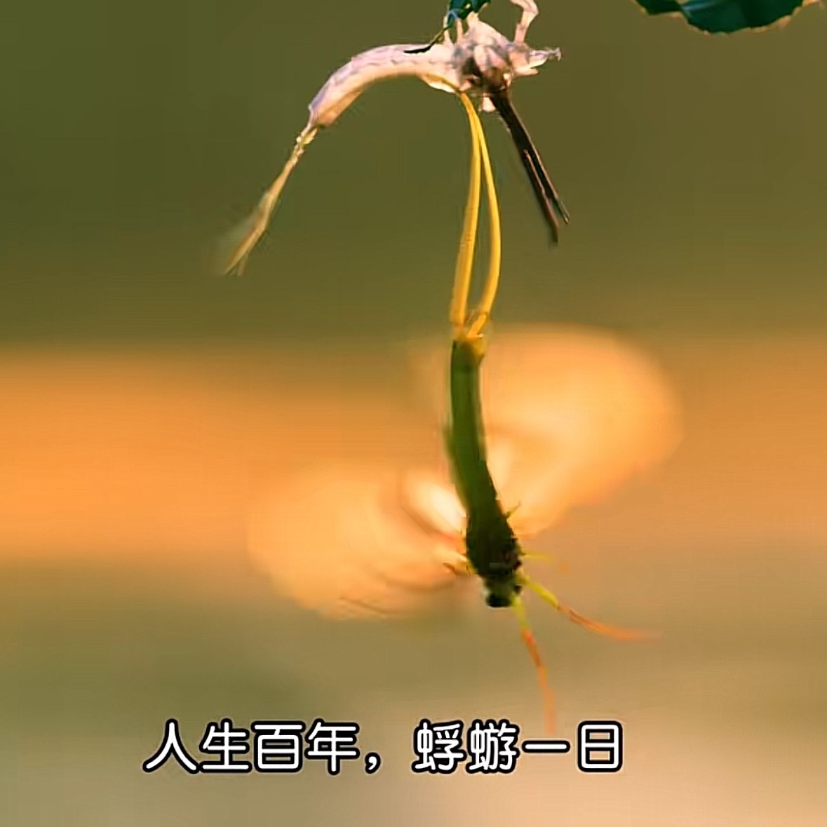 1+8+N：一张大嘴，八只蒜熊，N个特派员。[挖鼻][挖鼻][挖鼻] ​​​