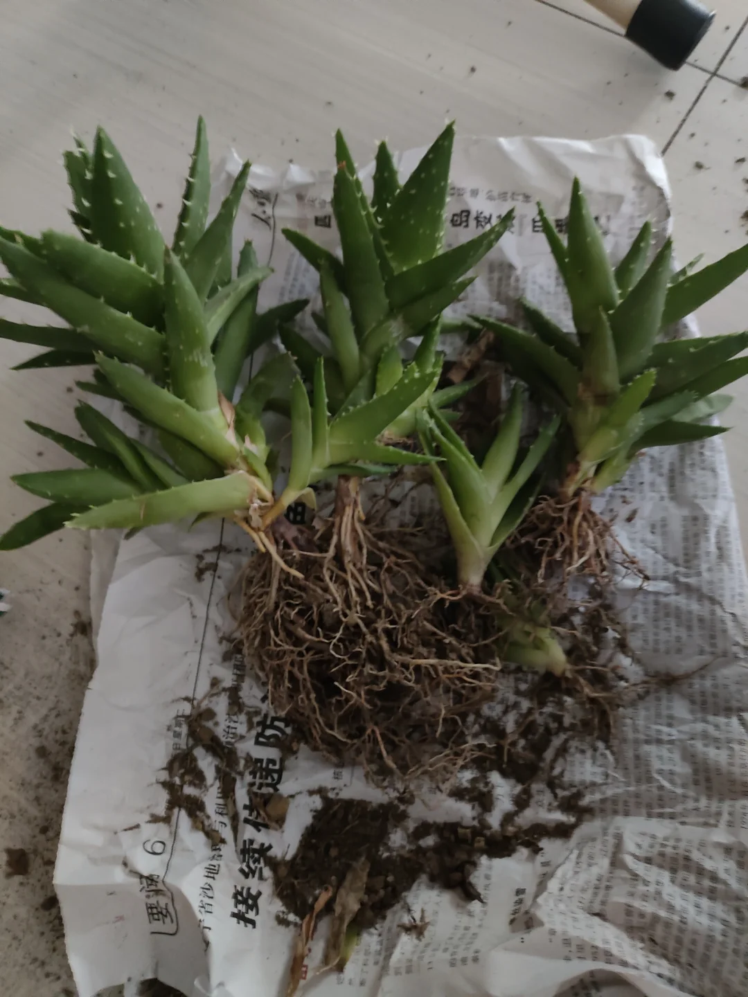 各位友友，有人想要芦荟吗？免费送