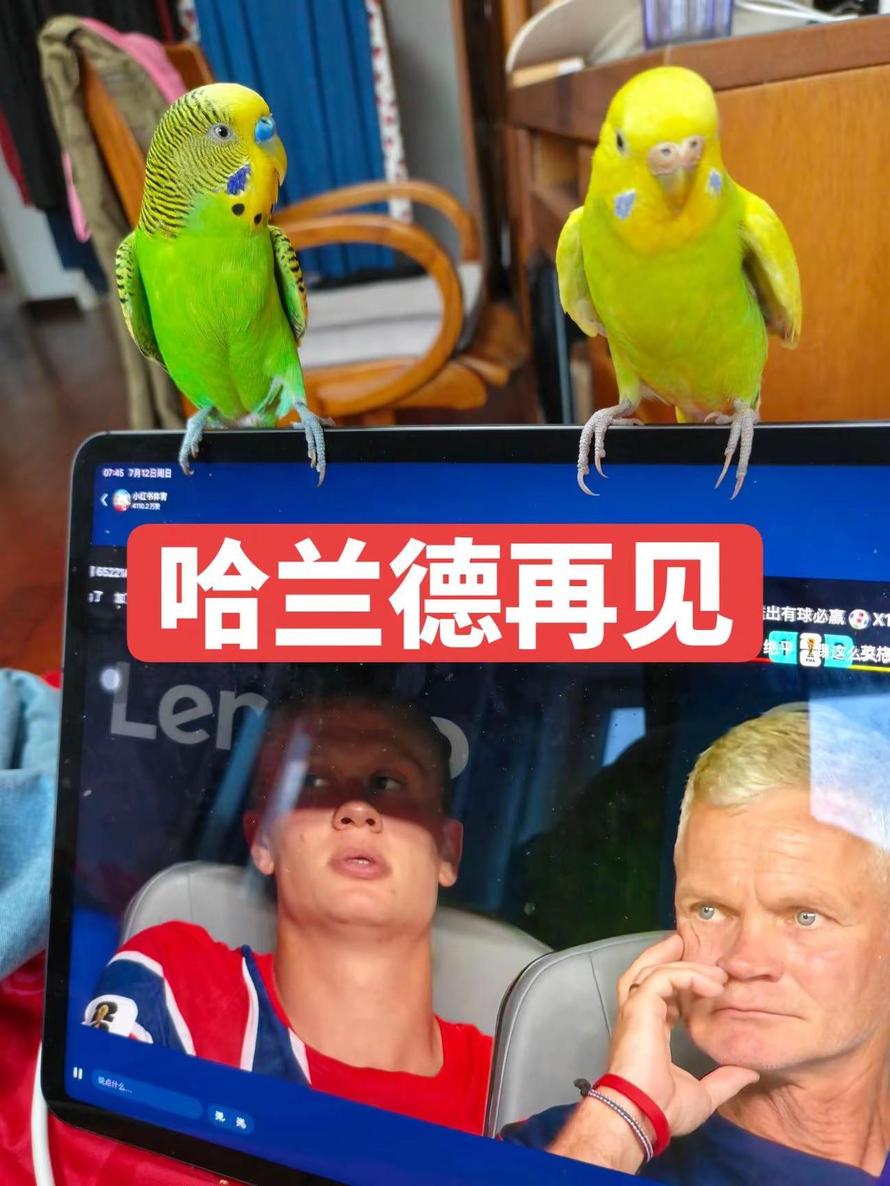 没事的。🦜俩显眼包又来监工！电脑看球赛它们凑啥热闹？这是懂球还是懂我？🤣